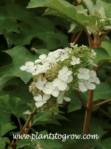 'Pee Gee' Hydrangea (Hydrangea quercifolia) 
The large white florets are sterile flowers called ray flowers.